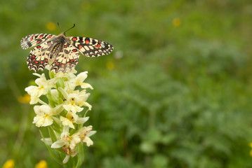 Spanish Festoon butterfly Zerynthia rumina perched on an orchid, Orchis insularis