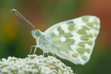 The orange tip butterfly (Anthocharis cardamines)
