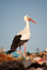 white stork looking for food in the garbage, Ciconia ciconia