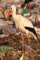white stork looking for food in the garbage, Ciconia ciconia