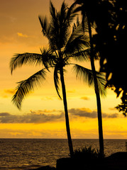 Naklejka na ściany i meble Palmen Silhouette mit goldenem Abendhimmel auf Oahu, Hawaii