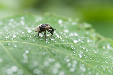 Japanese giant weevil isolated on green leaf with raindrops. September 2018 in Fuji City, Japan. Close-up. Copy space.