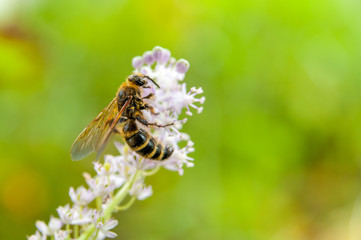 Honey bee pollinating a lilac flower in a park in Fuji City, Japan. Close-up. Green background. Copy Space.