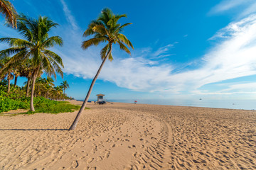 Palm on Miami beach on a sunny day, Miami, Florida, United States of America