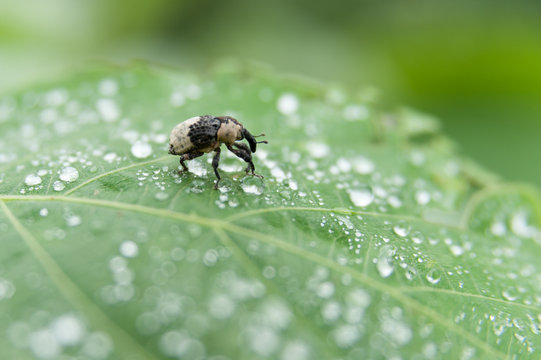 Mashi Insect รูปภาพMushi – เลือกดูภาพถ่ายสต็อก เวกเตอร์ และวิดีโอ288 | Adobe Stock