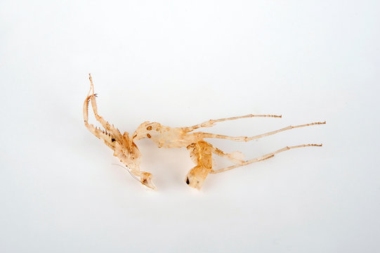 H&auml;utung (Exuvie) einer Gottesanbeterin (Deroplatys lobata) 