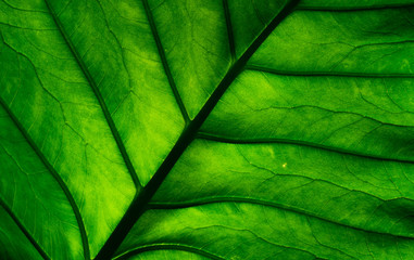 Macro shot detail of green leaf. Natural green leaf texture background. Background for organic products.