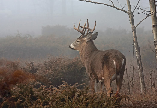 Fototapeta White-tailed deer buck with huge neck walking through the foggy woods during the rut in autumn in Canada