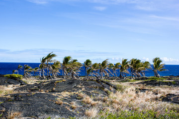 Palmen auf Big Island mit blauem Pazifik im Hintergrund, Hawaii