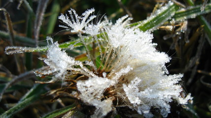 frost on a dandelion