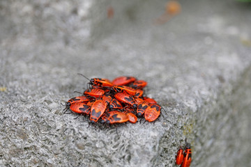 Pyrrhocoris apterus