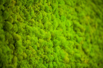 Green lichen. Moss wall in moder beauty studio
