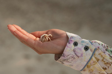 Crab in a hand
