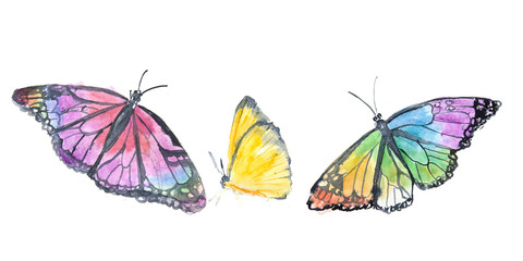 Set of colorful watercolor butterfly on white background, watercolor illustrator hand painted