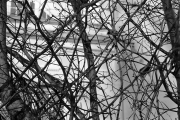 Branches on a background