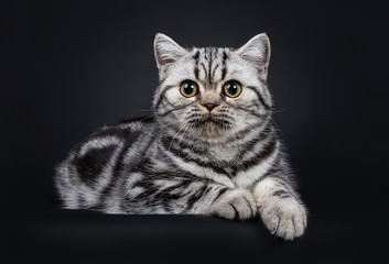 Cute little black silver blotched British Shorthair cat kitten laying down, looking at lense with wide open eyes. Isolated on black background.
