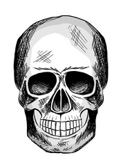 Black and white sketch of human skull