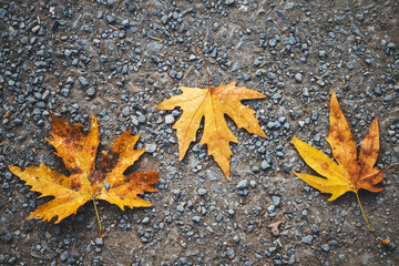 fallen autumn leaves on way in sunny morning light, toned photo