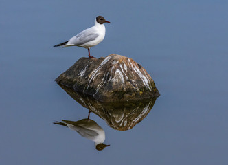 One black head seagull on a rock reflecting in the water, also the rock.