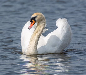 A swan swimning at me, looking sideways against me. 