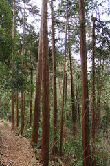 城山　森林