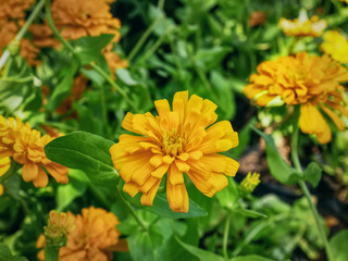 High Angle View of Orange Flowers in the Field