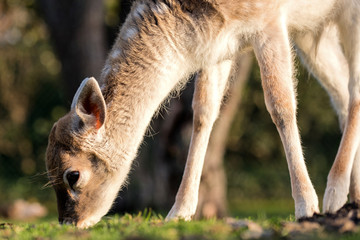 grazing fallow deer fawn