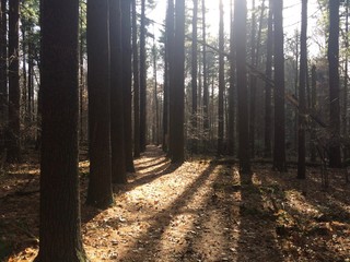 sunlight shining through forest