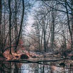 Fototapeta na wymiar Winter forest in Leibnitz, Austria
