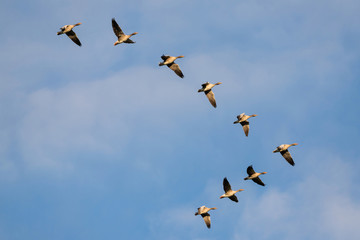 Fototapeta premium migrating greylag geese in the sky above the Dutch island of Texel