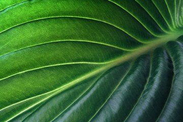 Tropical leaf close up. Ecological organic simple background