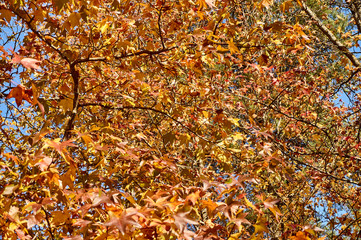 Fototapeta na wymiar Autumn yellow and gold leaves Liquidambar styraciflua, Amber tree against the blue sky. A close-up of an Amber leaf in focus against a background of blurry leaves.