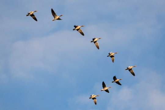 migrating greylag geese in the sky above the Dutch island of Texel