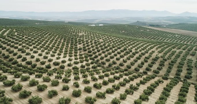 Olive trees field in Jaen Andalusia Spain