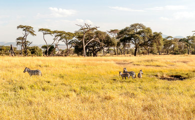 Acacias in Tanzania on a sunny day