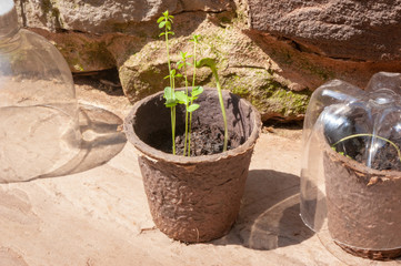 Seedlings and recycled plastic bottles close up