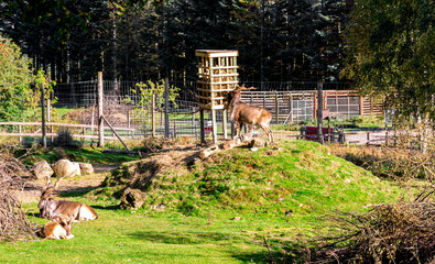 Turkmenian makhors enclosure in Highland Wildlife Safari Park, Scotland