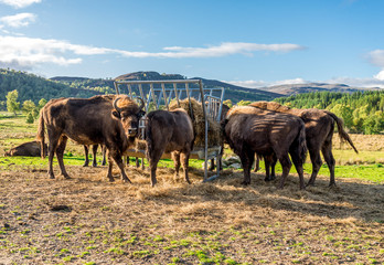 European bisons eat hay from a feeding station in outdoors, Scotland