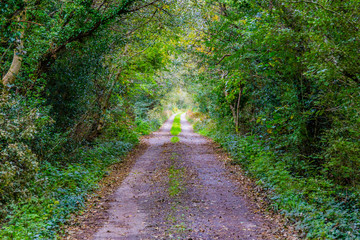 Road with Green tunnel in a forest