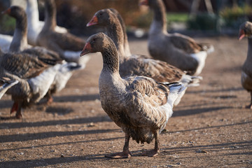 Detailed Picture or close up on the grey domestic goose, memeber of flock of the geese in the small farm working in organic farming system during sunny autumn day.