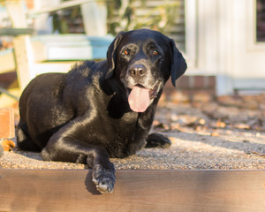 A black Labrador retriever tripod dog with three legs as a cancer survivor