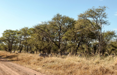 Fototapeta na wymiar Acacias in Tanzania on a sunny day