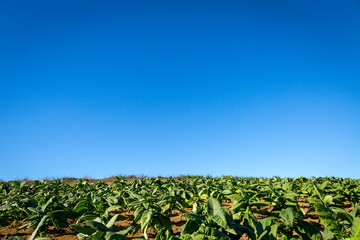 Céu azul em local de plantio de fumo em propriedade rural brasileira 