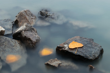  Leaf on rock in Danube river Autumn season