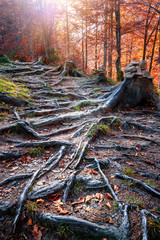 roots of old tree