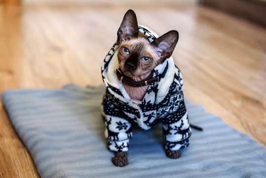 sphinks cat in cool dress