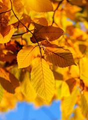 yellow beech leaves texture