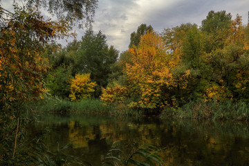 autumn in the forest