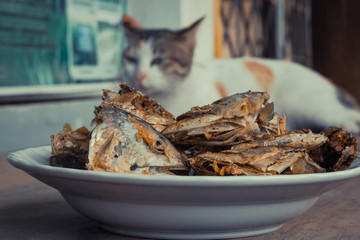 Sleeping cat watch deep Fried Fish Head. Selective focus on the