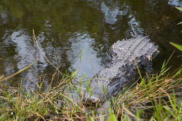 everglades national park
